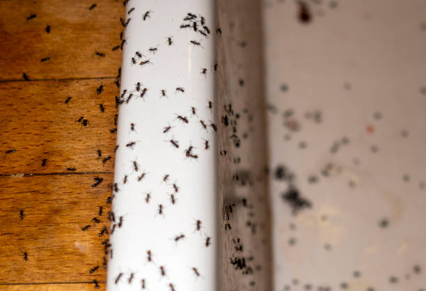 Pest Control Cost in Fort Thomas, KY