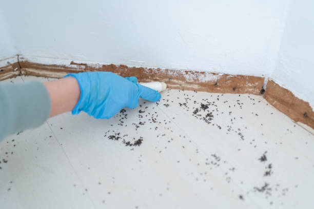 Professional Pest Control in Fort Thomas, KY